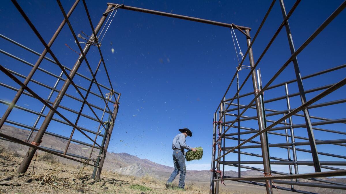 Troy Cattoor, a contractor for Peaceful Valley Donkey Rescue, spreads alfalfa outside a capture pen to attract burros.