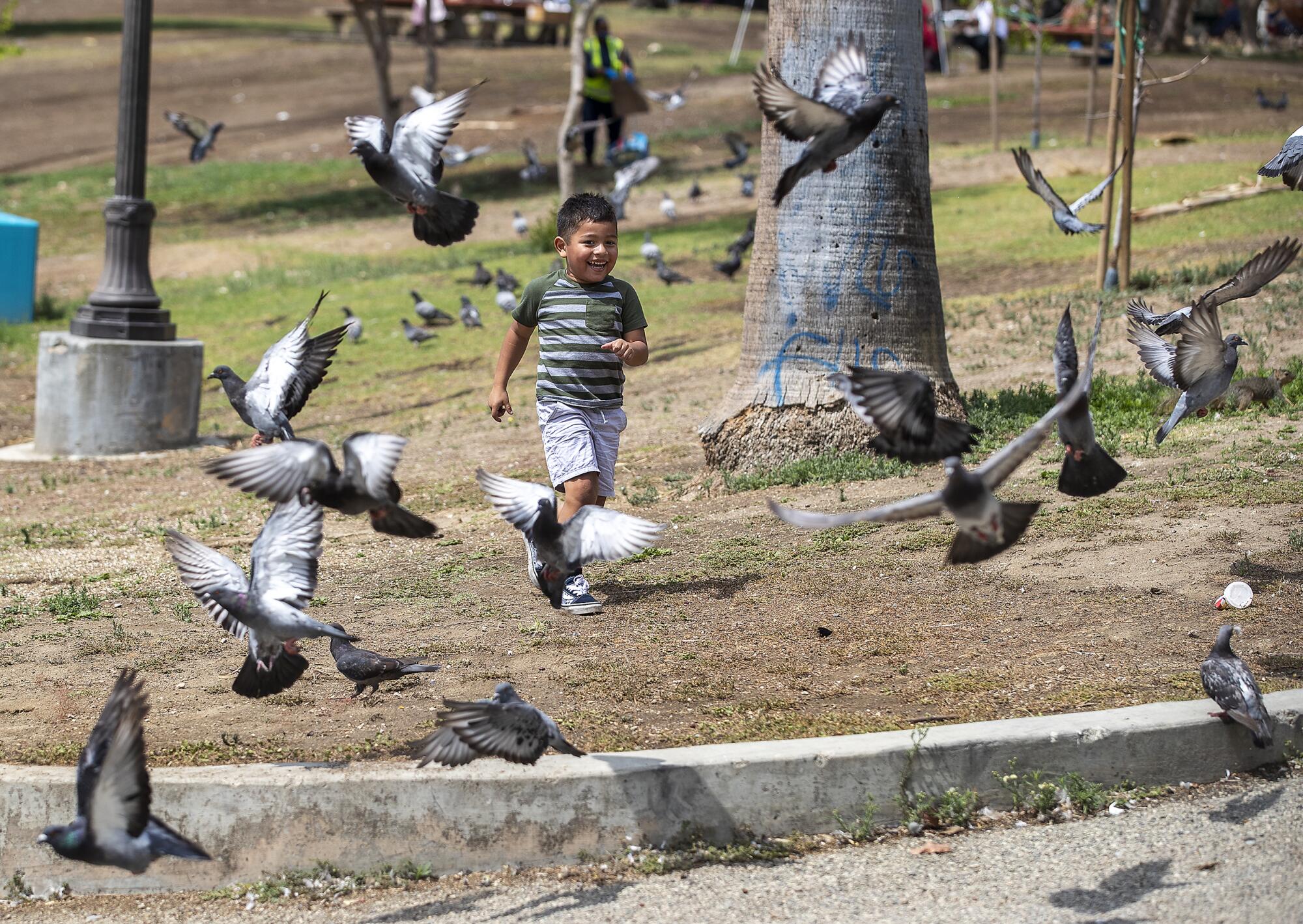 Landon Victor, 3, of Long Beach, chases after pigeons while playing at MacArthur Park in Los Angeles.