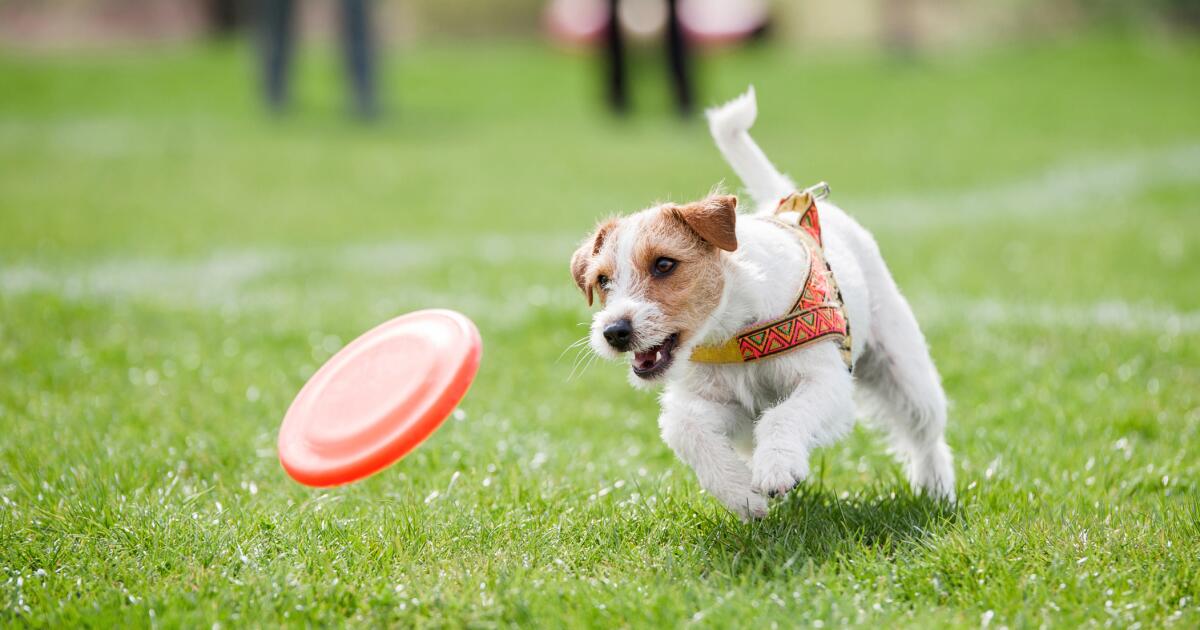 Abren parque para perros sin correa en Carlsbad
