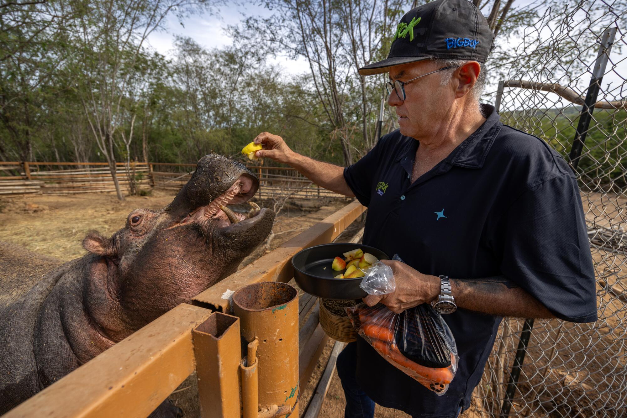 Ernesto Zazueta, the director of Ostok Sanctuary, feeds a hippo.
