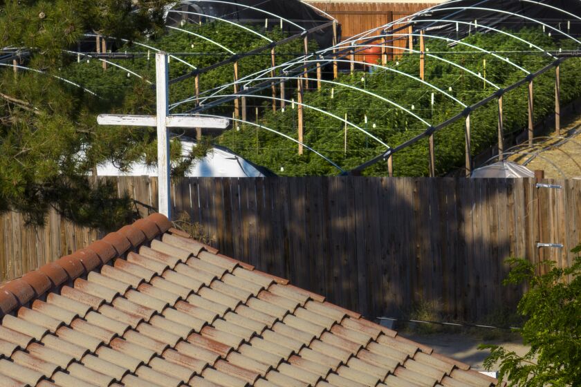 COVELO, CA - July 30, 2022 Cannabis hoop houses stand behind a tall fence across from Our Lady Queen of Peace Roman Catholic Chapel on Saturday, July 30, 2022 in Covelo, CA. (Brian van der Brug / Los Angeles Times)