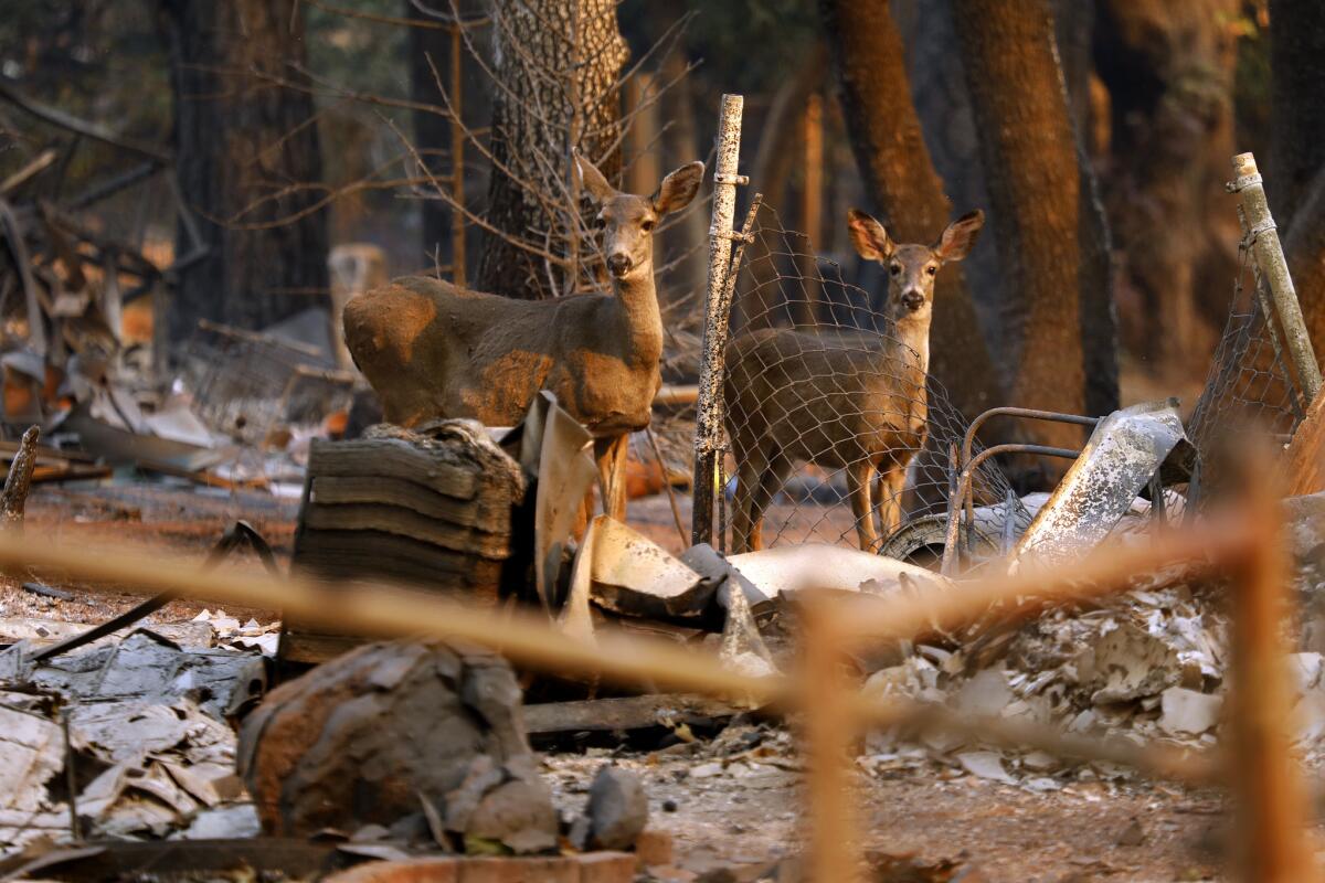 Two young deer stand in the rubble of a home in Paradise, Calif.