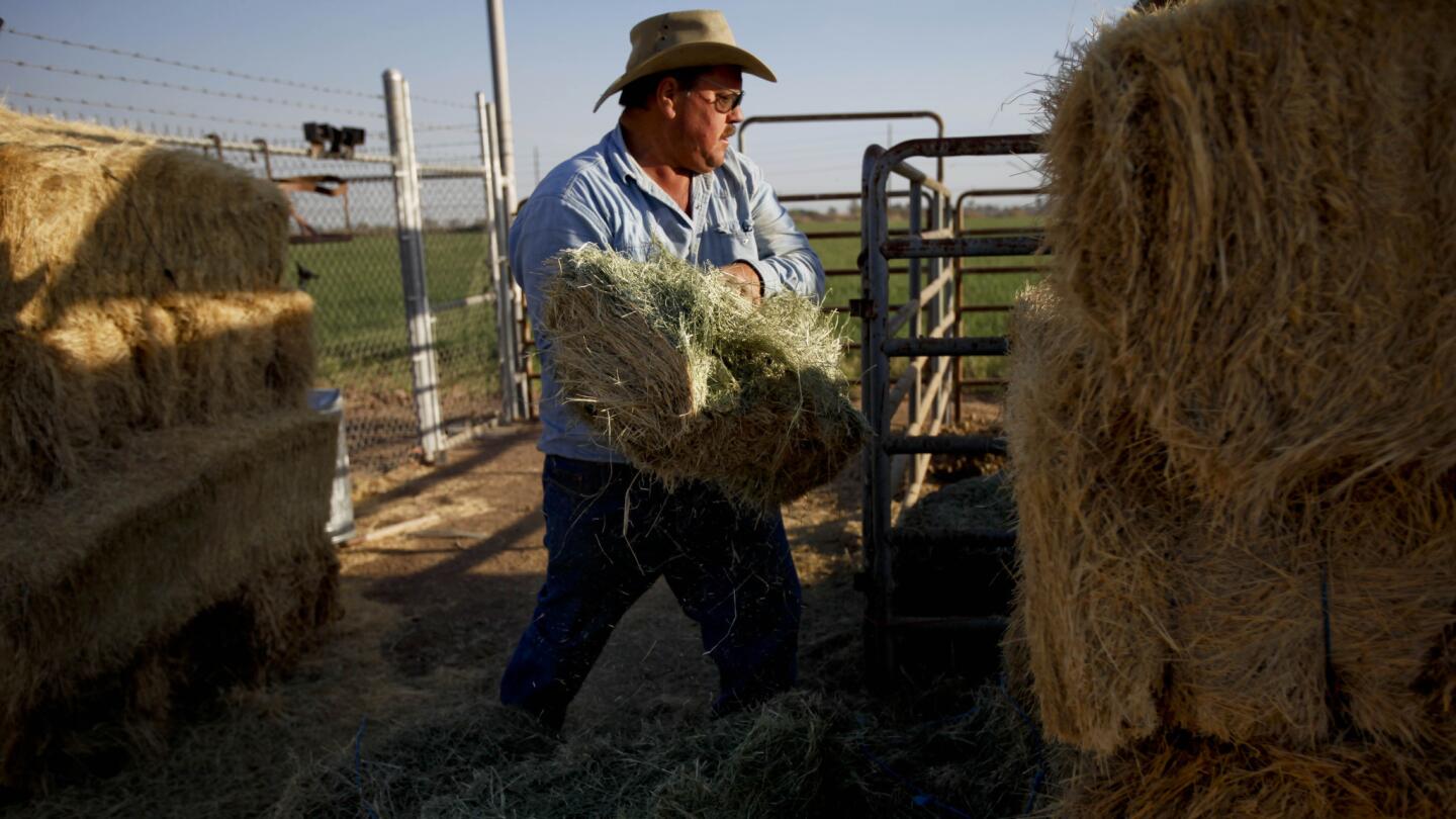 Ronnie Leimgruber tosses hay to a pet horse outside of Holtville in California's Imperial Valley. Demand has never been greater for Leimgruber's crop; prices for alfalfa hay have doubled in recent years to near-record highs.
