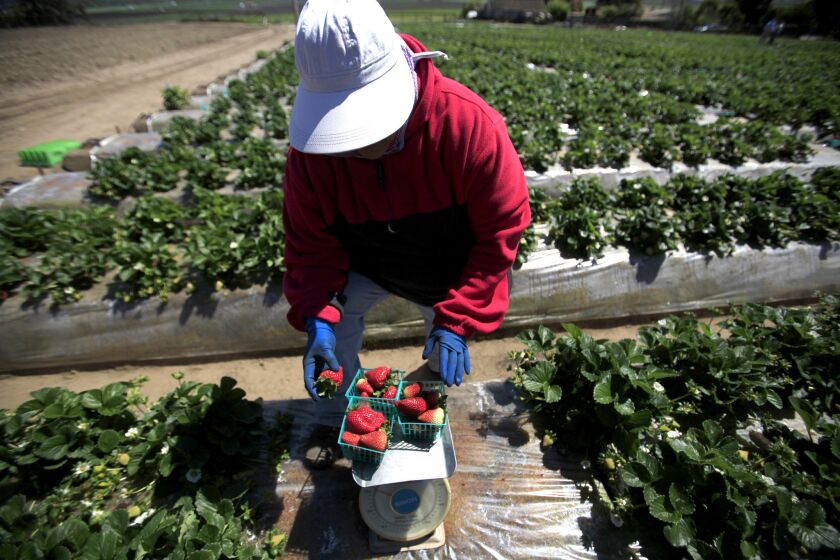WATSONVILLE, CA - APRIL 7, 2014: Olivia Alanis, 48, weighs strawberries in a UC Davis strawberry field in Watsonville, CA April 7, 2014. (Francine Orr/ Los Angeles Times)