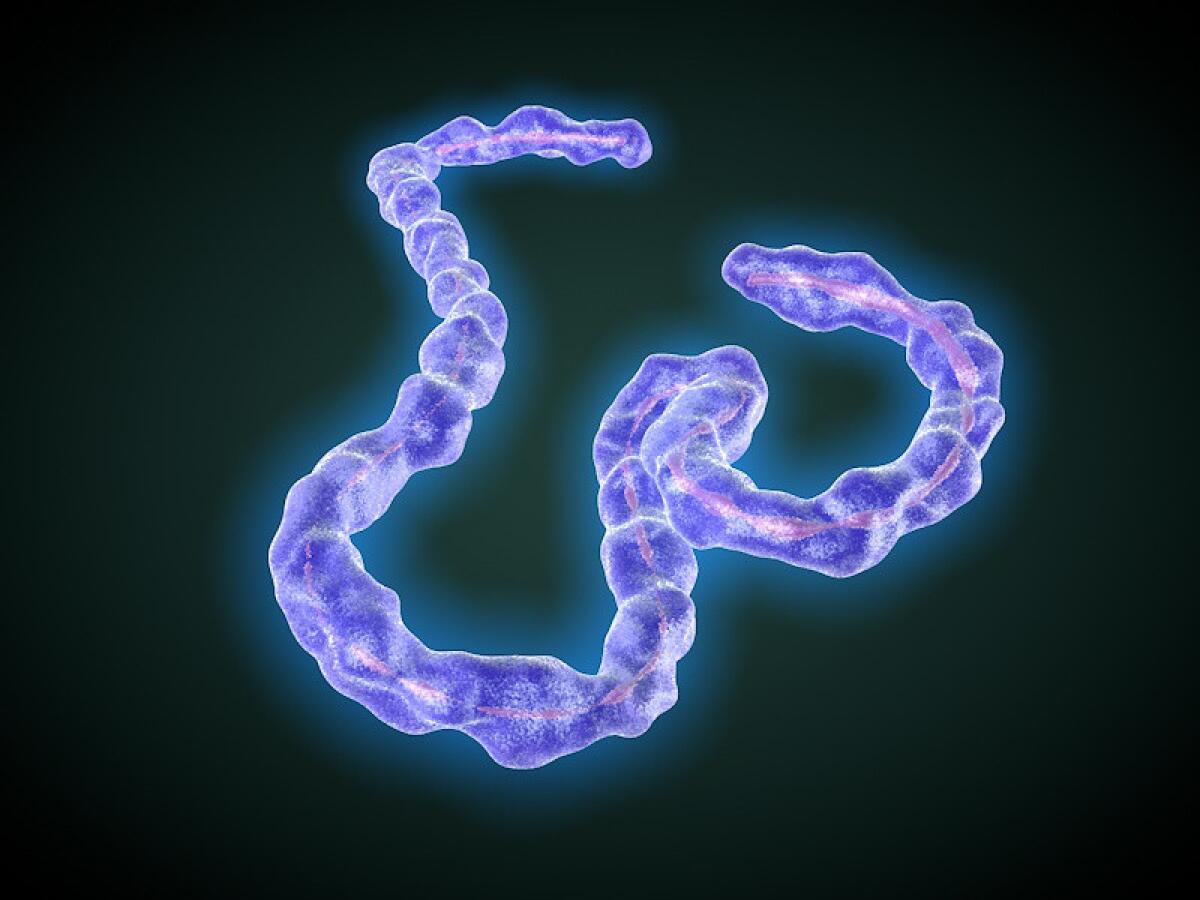 Researchers tested more than 2,600 compounds and found that two FDA-approved drugs, Zoloft and Vascor, were effective against the Ebola virus, shown.