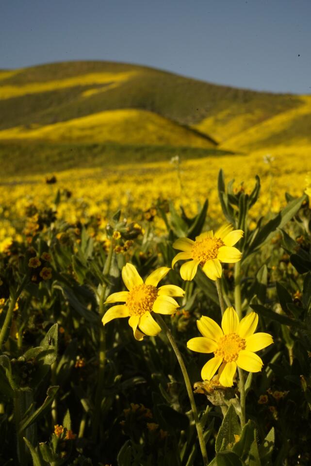 Wildflowers in the Carrizo Plain.