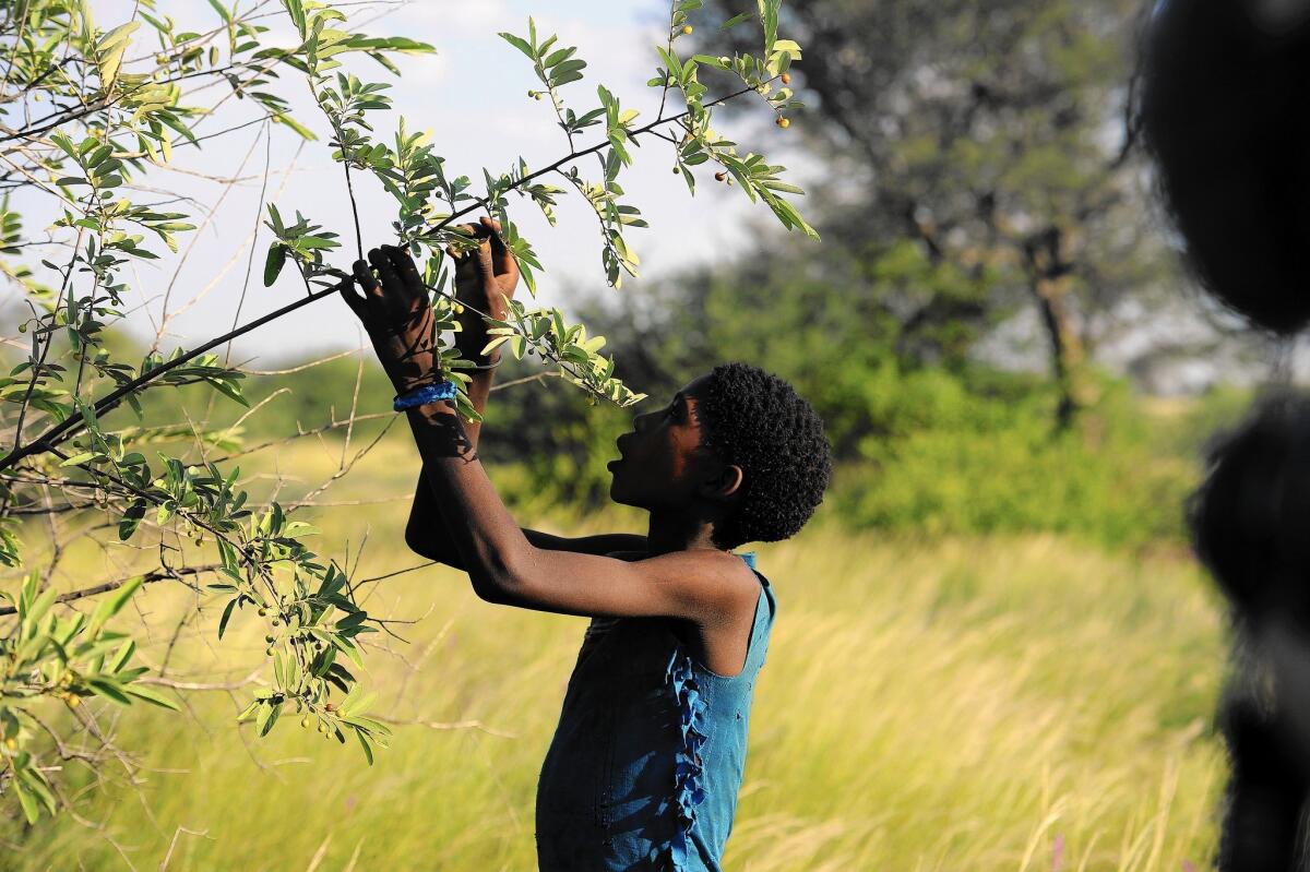 A young Bushman gathers berries in the Central Kalahari Game Reserve in Botswana. Activists say the government is making it impossible for Bushmen to survive on their traditional lands.