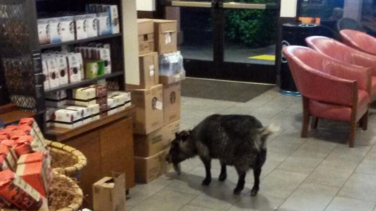 Millie the goat wandered into a Starbucks in Rohnert Park, Calif., on Sunday. She was eventually returned to her owners.