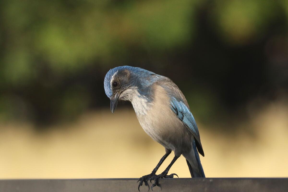 A bird looks down.