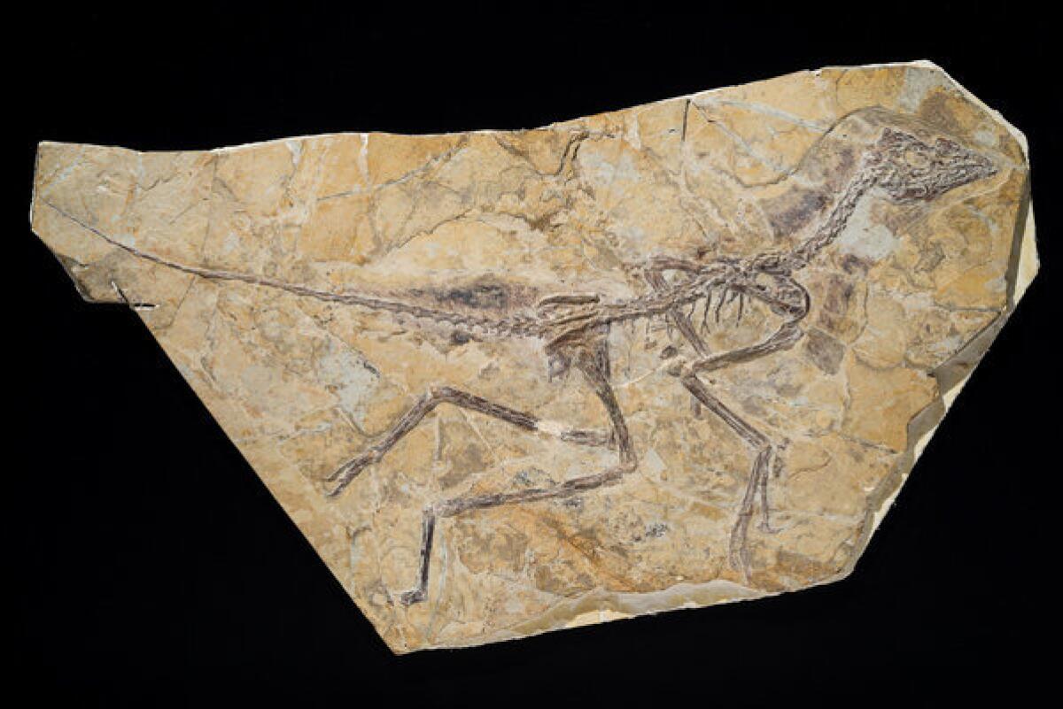 Scientists say this 160-million-year-old fossil, found in northeastern China, indicates that dinosaurs began evolving into birds earlier than previously thought.
