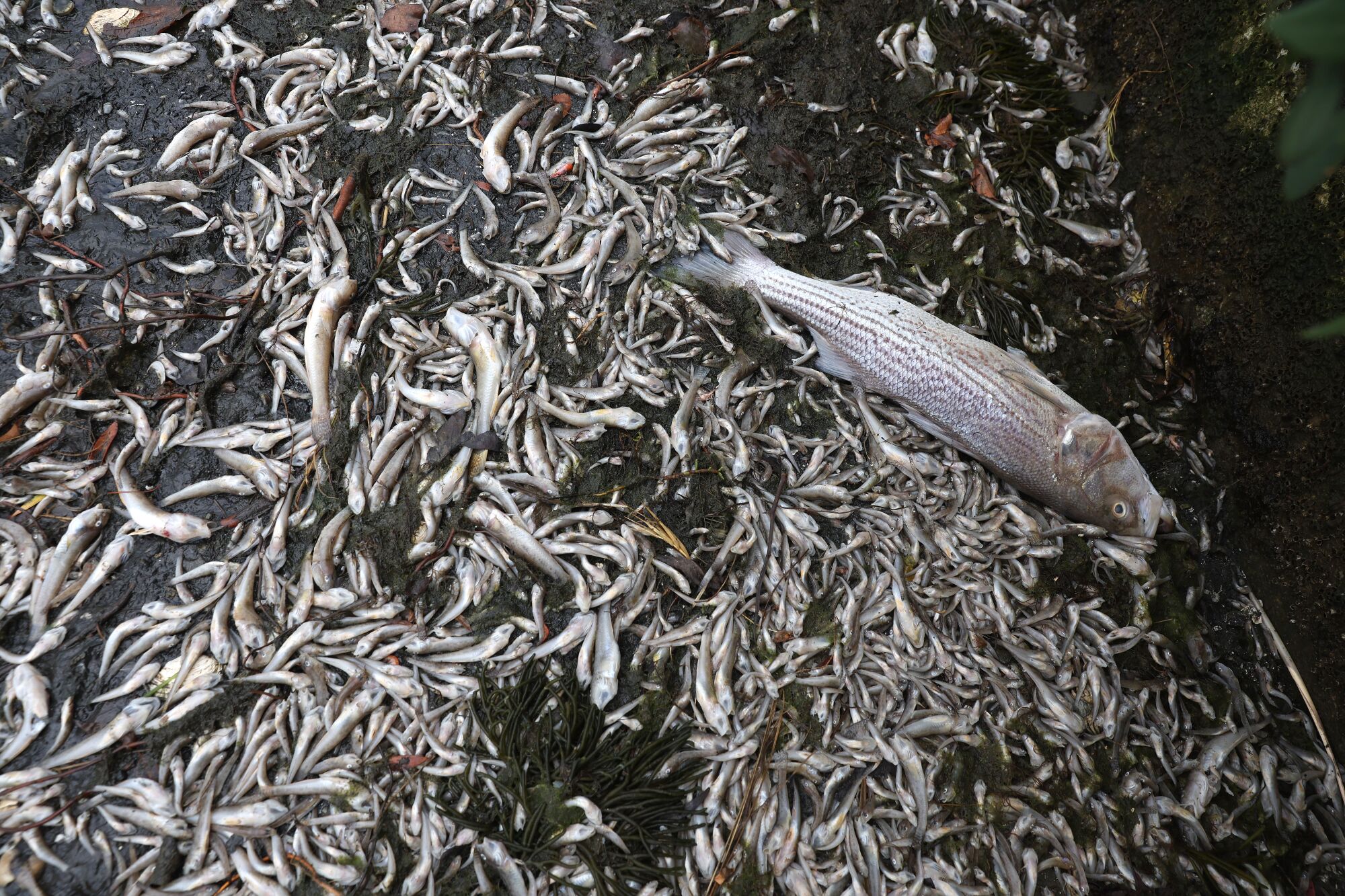 Hundreds of dead fish cover the banks of Lake Merritt in Oakland