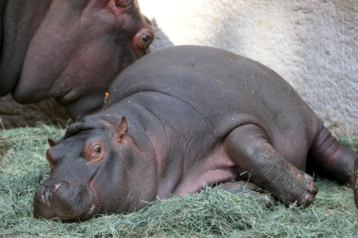 Photo Gallery: L.A. Zoo's new behind the scenes hippo encounter