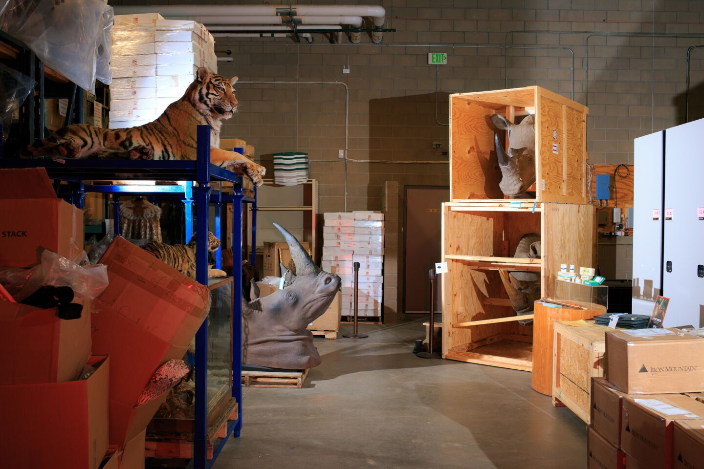 Rhinoceros mounts inside crates at the U.S. Fish and Wildlife Service National Wildlife Property Repository.