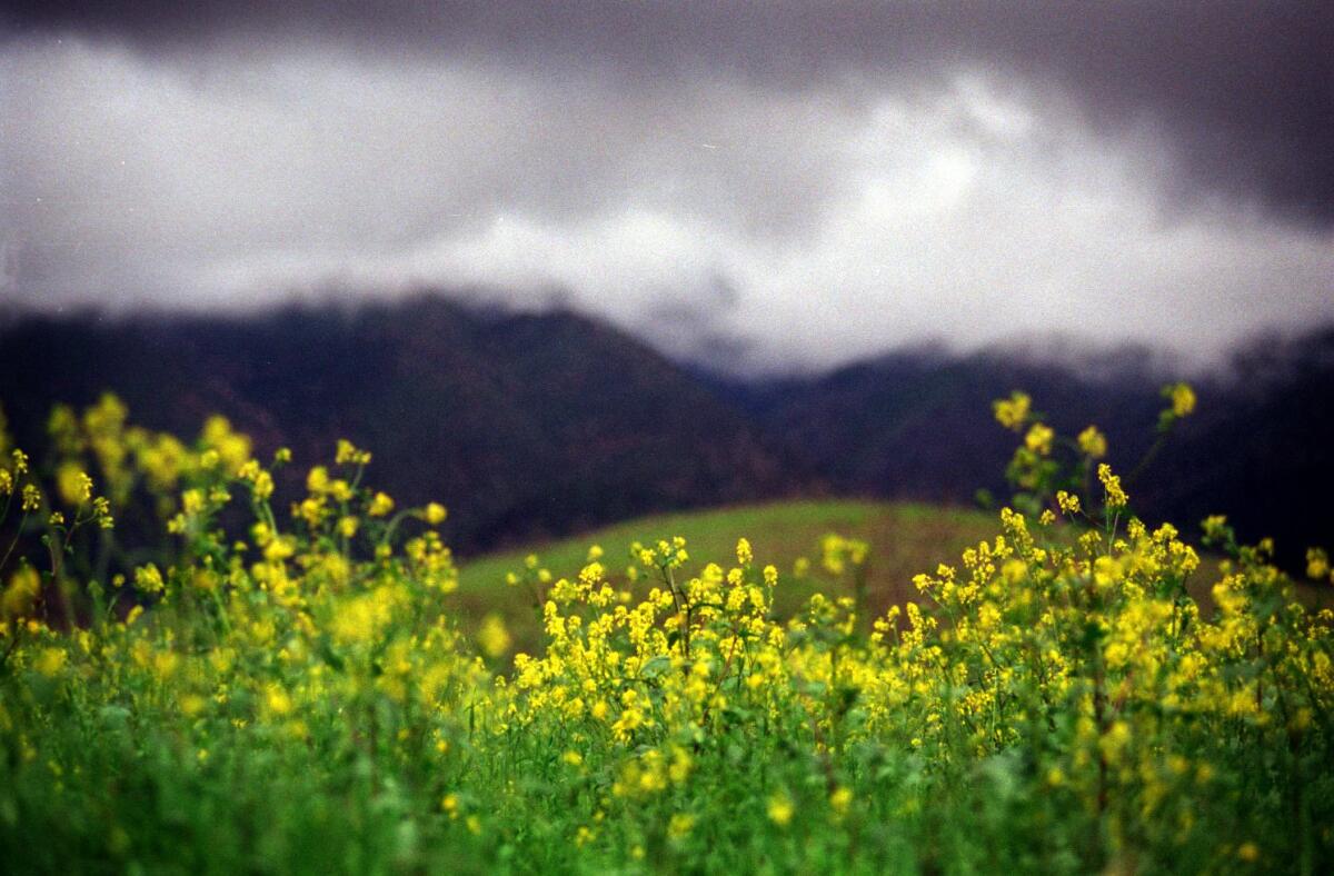 Yellow wildflowers in the foreground with mountains and an overcast sky, out of focus, in the background.