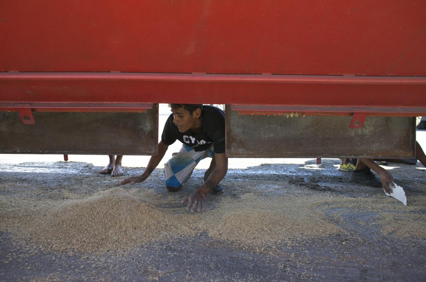A man collects rice that fell from a cargo truck waiting to enter the port and refill in Puerto Cabello, Venezuela, on Nov. 14, 2016. At the ports, food sometimes rots even as 90 percent of Venezuelans say they can't afford enough to eat.
