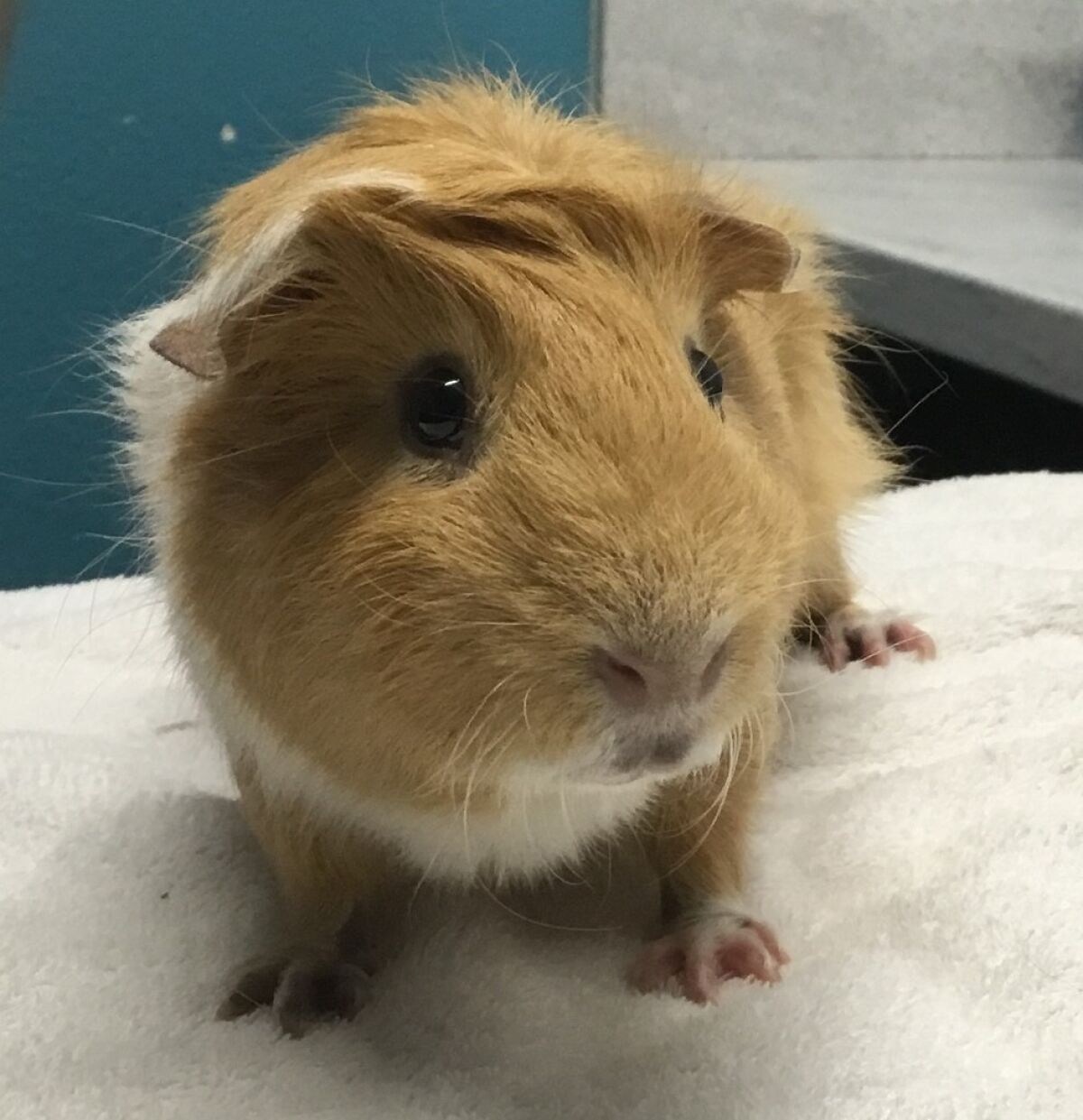 Pet of the week is a guinea pig