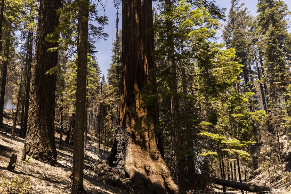 A sequoia tree's trunk is partially charred.