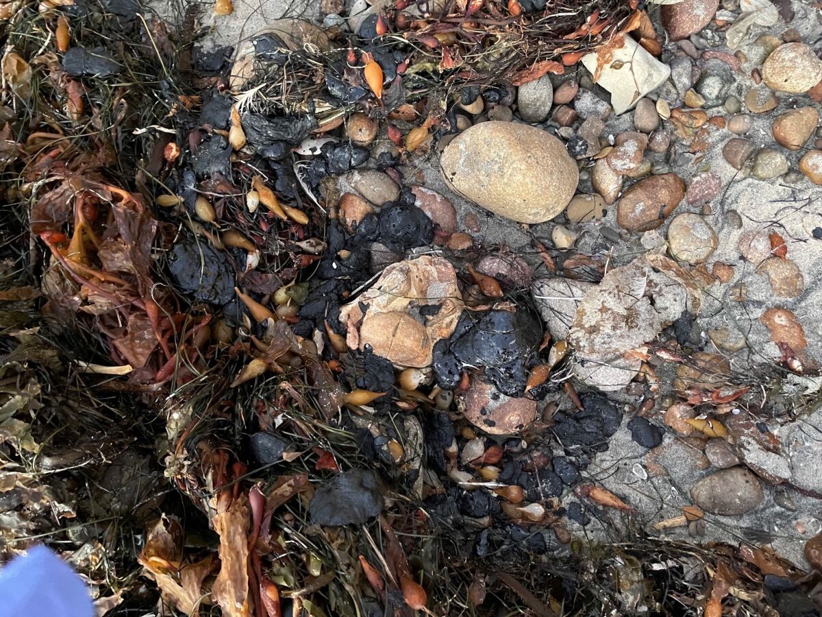 A photo of what appears to be tarballs amid the rocks and seaweed north of the Scripps Pier in La Jolla.
