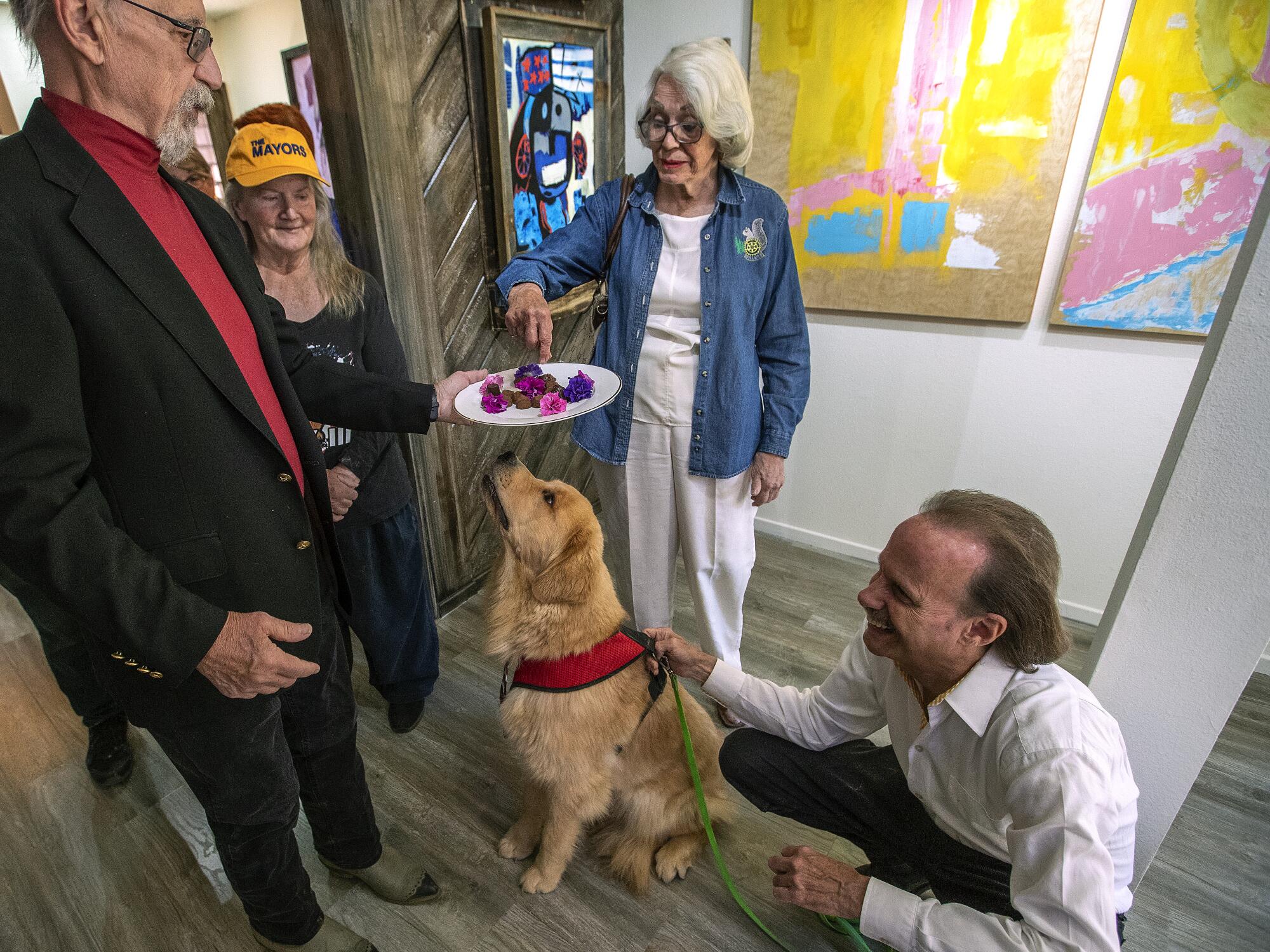 A golden retriever looks up with interest at a plate of candy.