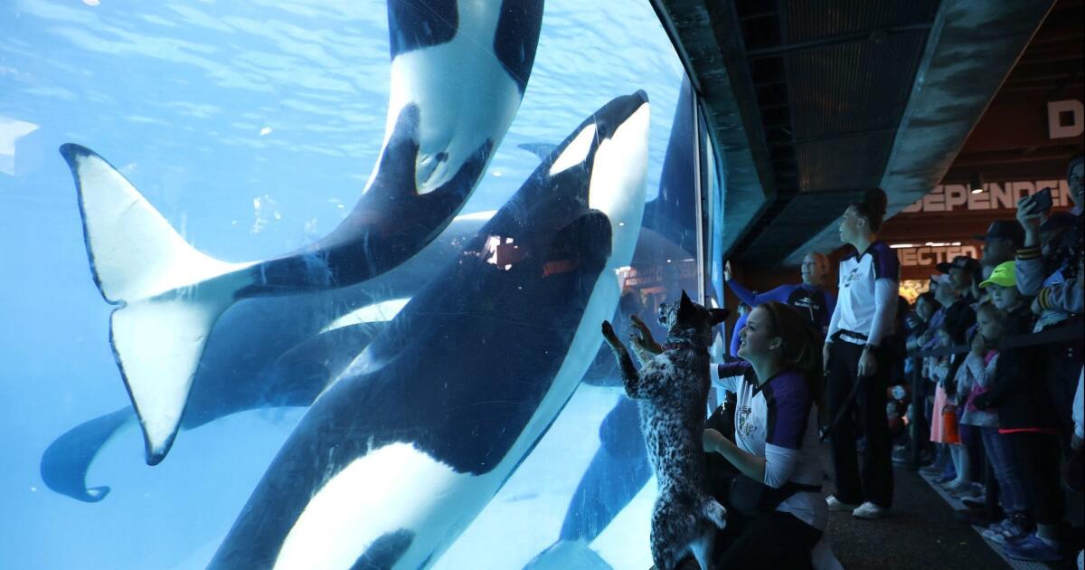 SeaWorld uses playful otters, killer whales and giant sea turtles to ...
