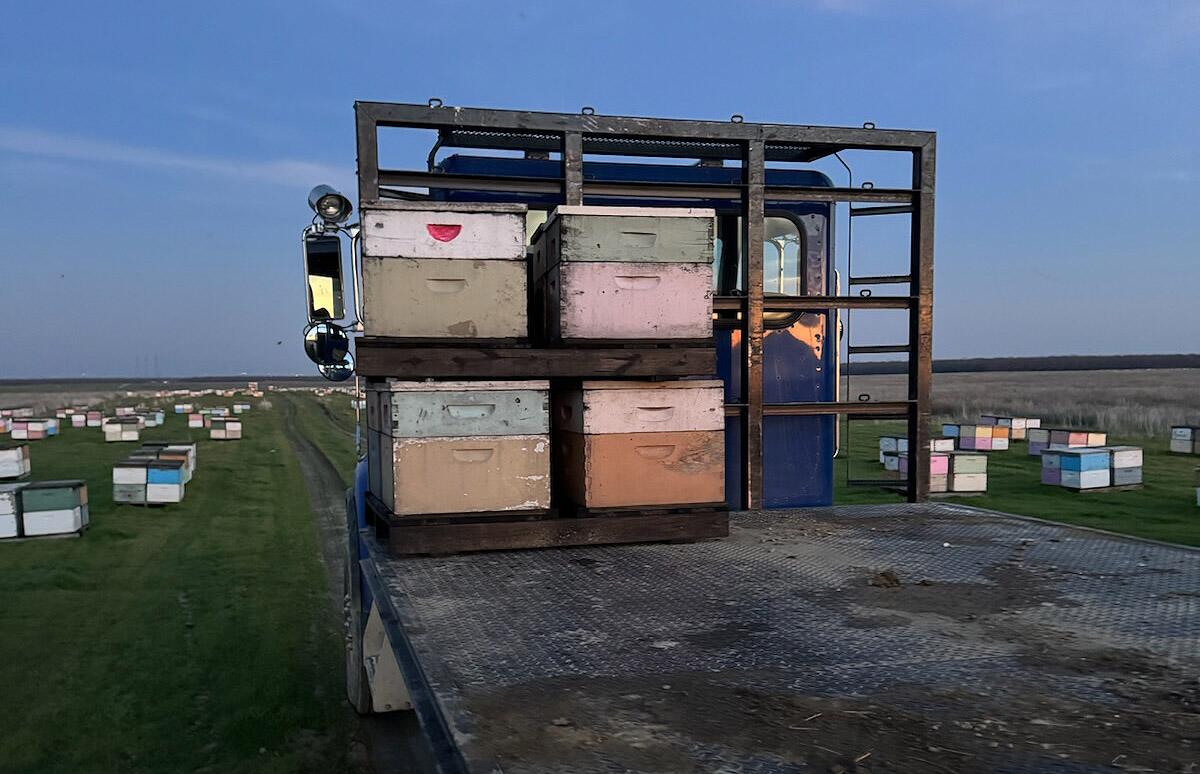 Boxes holding beehives are stacked on the back of a flatbed truck in a green field scattered with dozens more boxes