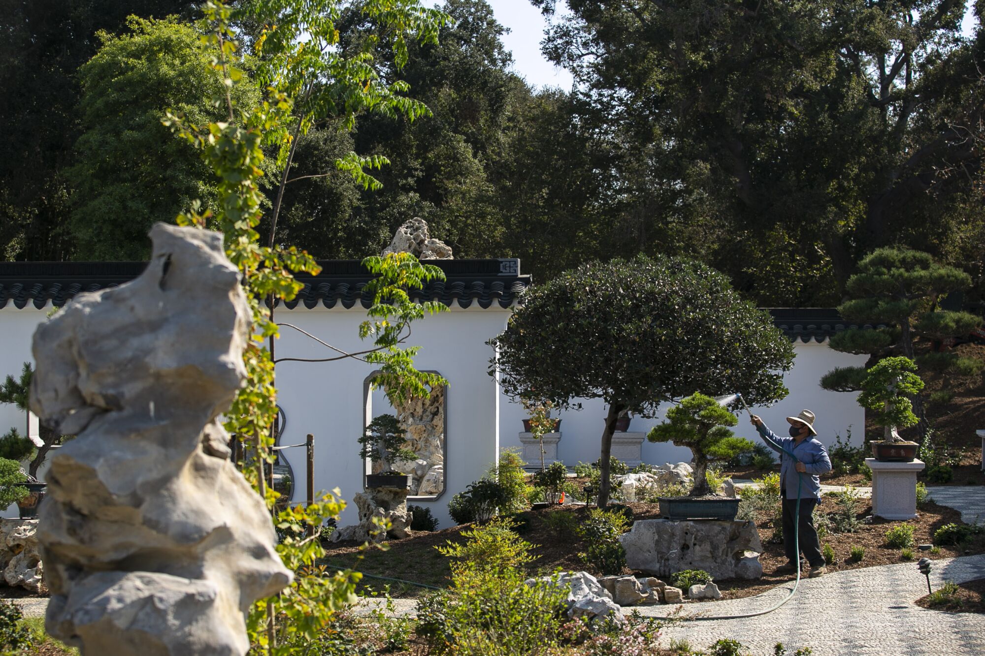 A worker waters outside at the expansion of the Chinese Garden at the Huntington.
