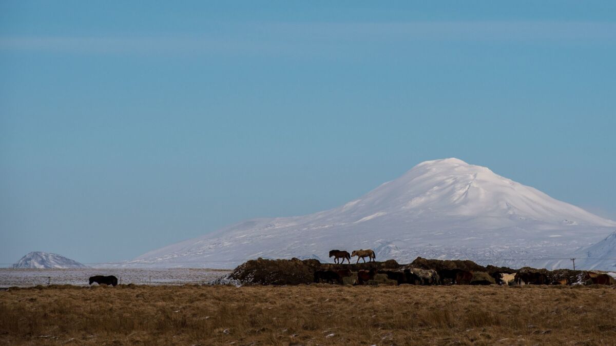 Icelandic horses roam at the base of the Hekla volcano.