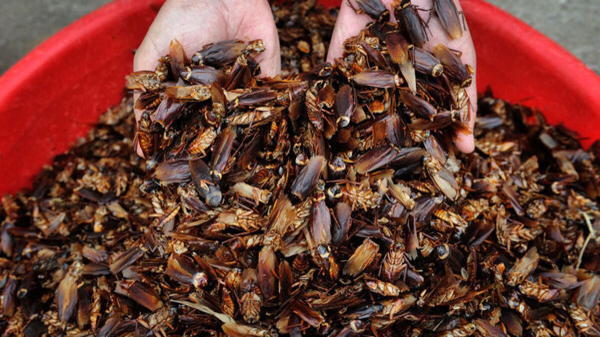 Cockroach farms multiplying in China - Los Angeles Times