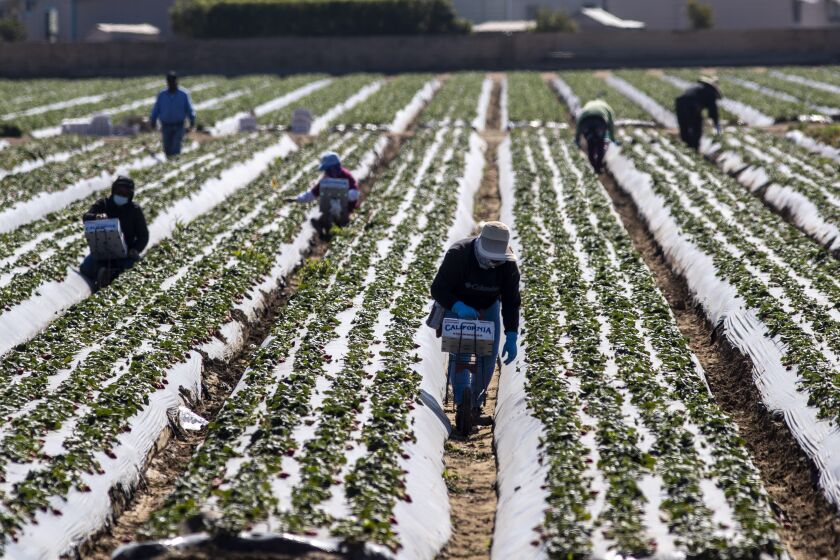 OXNARD, CA - FEBRUARY 10: Farm workers pick strawberries in a field on Wednesday, Feb. 10, 2021 in Oxnard, CA. (Brian van der Brug / Los Angeles Times)