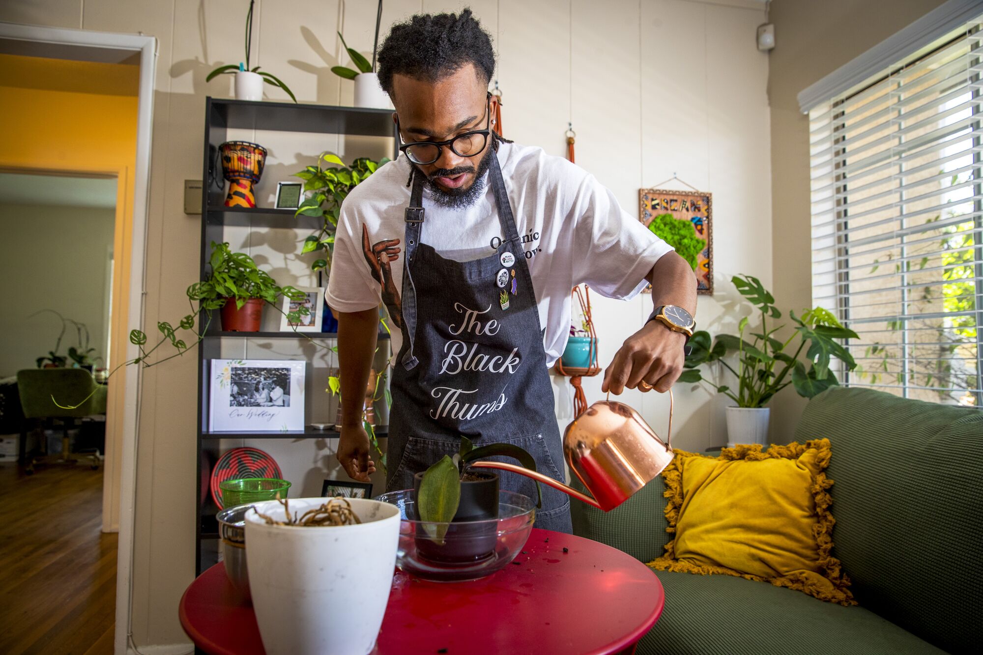 A man wearing an apron that says "the Black Thumb" waters potted orchids in a sunny room.