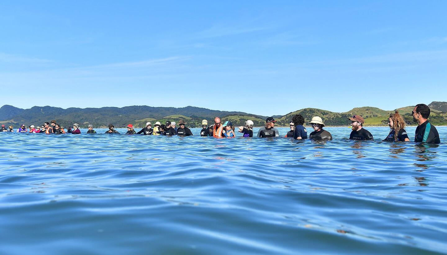 Stranded whales