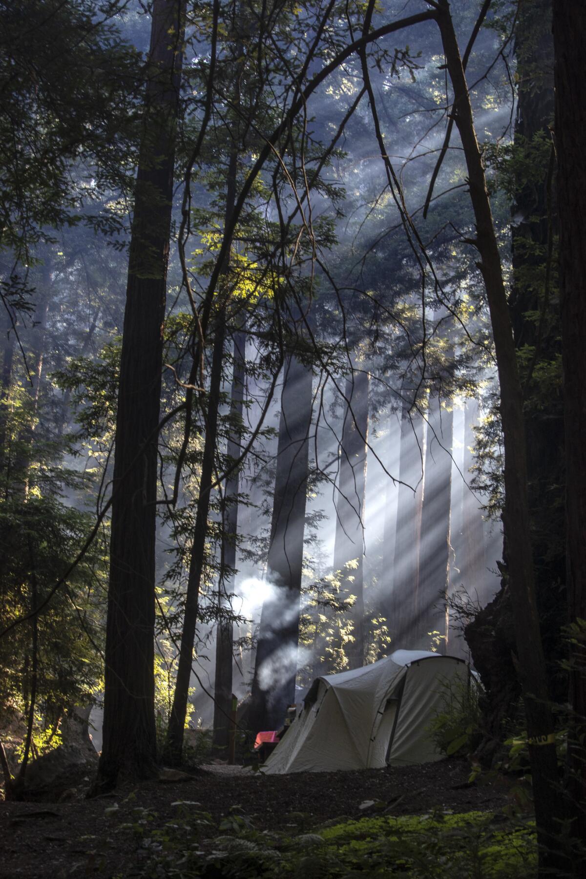 Smoke from early-morning campfires filters through redwoods in the Ventana Campground on the Big Sur coast along Highway 1.