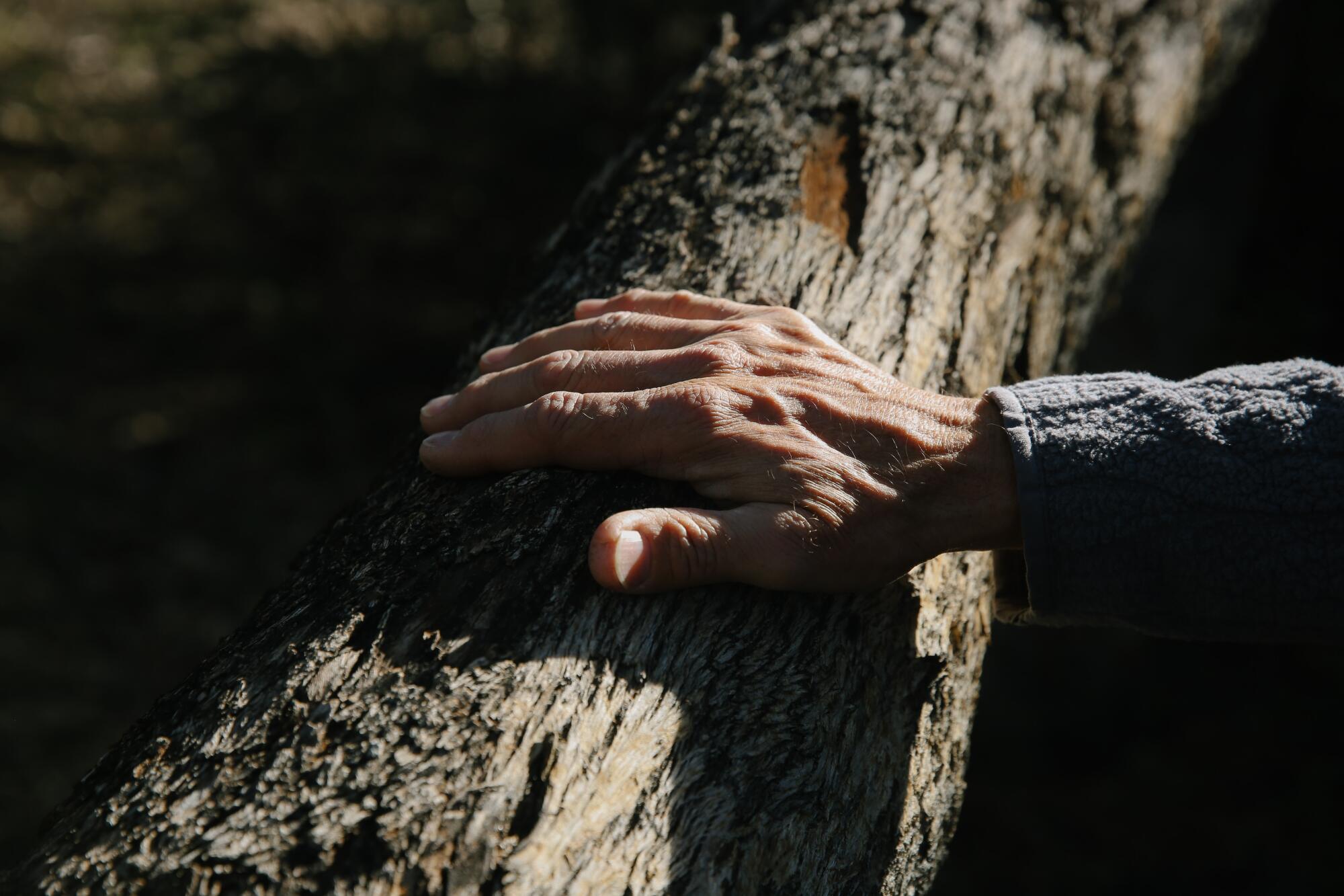 A man's hand grips a branch of a eucalyptus tree, surrounded by shadow. 