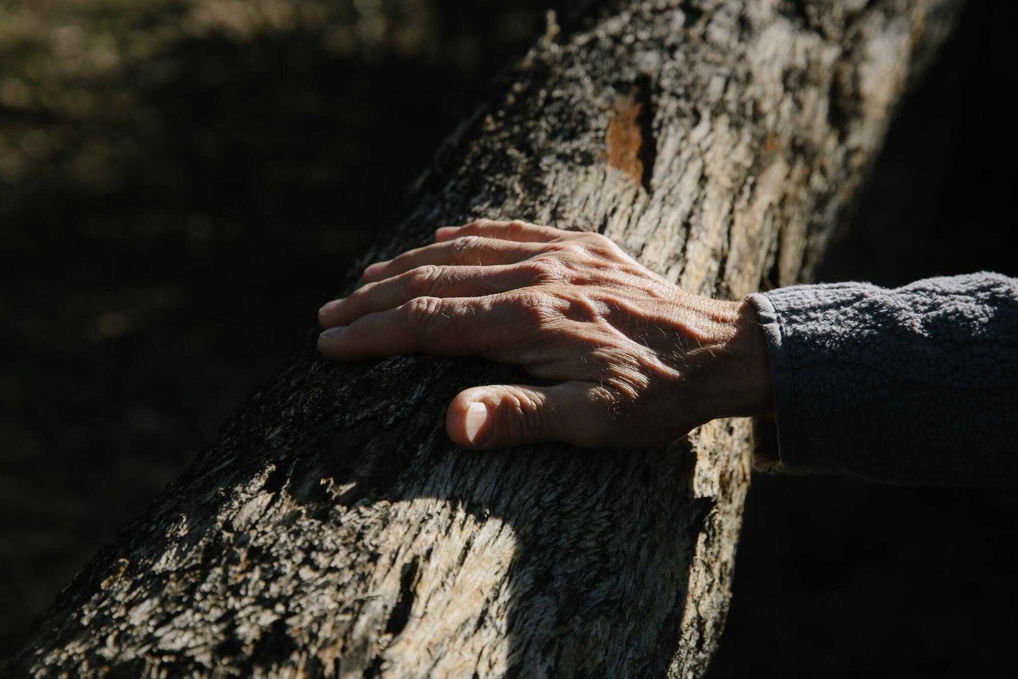 A man's hand grasps a branch of a eucalyptus tree, surrounded by shadow.