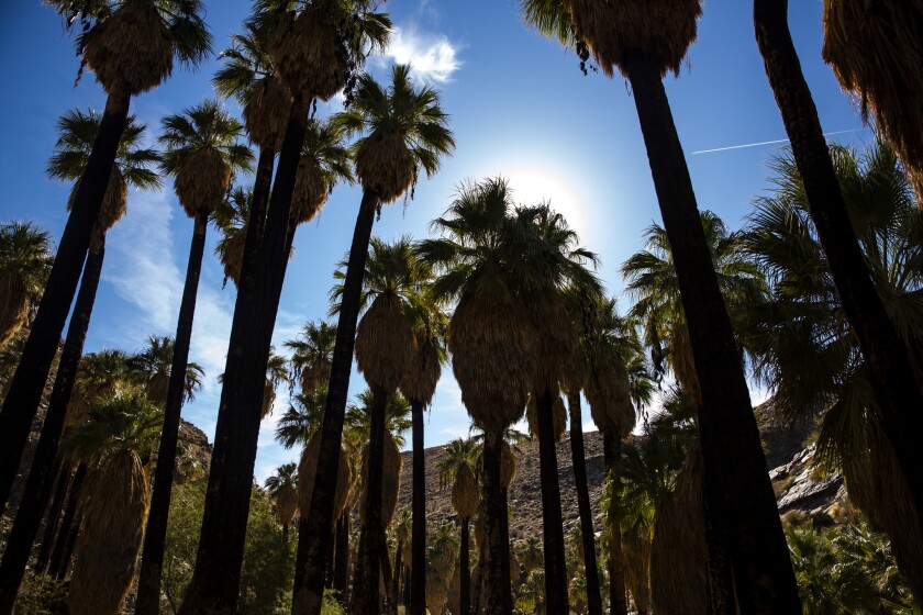 Palm trees line the path at Indian Canyons in Palm Springs.