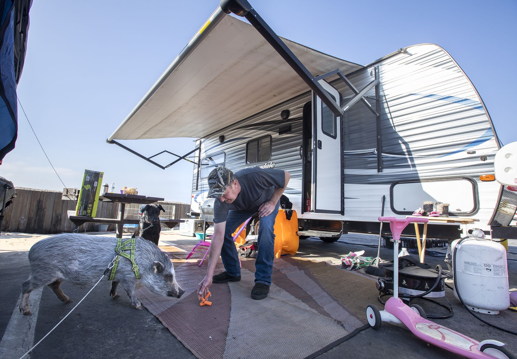 A man bends over to put carrots on the ground in front of his leashed pet pig outside his RV.