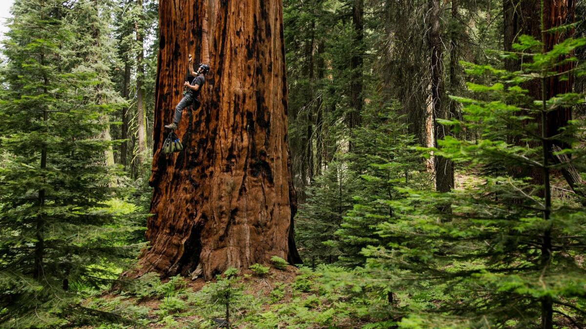 SEQUOIA NATIONAL PARK, CALIF. -- WEDNESDAY, AUGUST 5, 2015: Anthony Ambrose climbs up a Sequoia tree after properly rigging it with a rope to conduct drought research in Sequoia National Park, Calif., on Aug. 5, 2015. (Marcus Yam / Los Angeles Times)