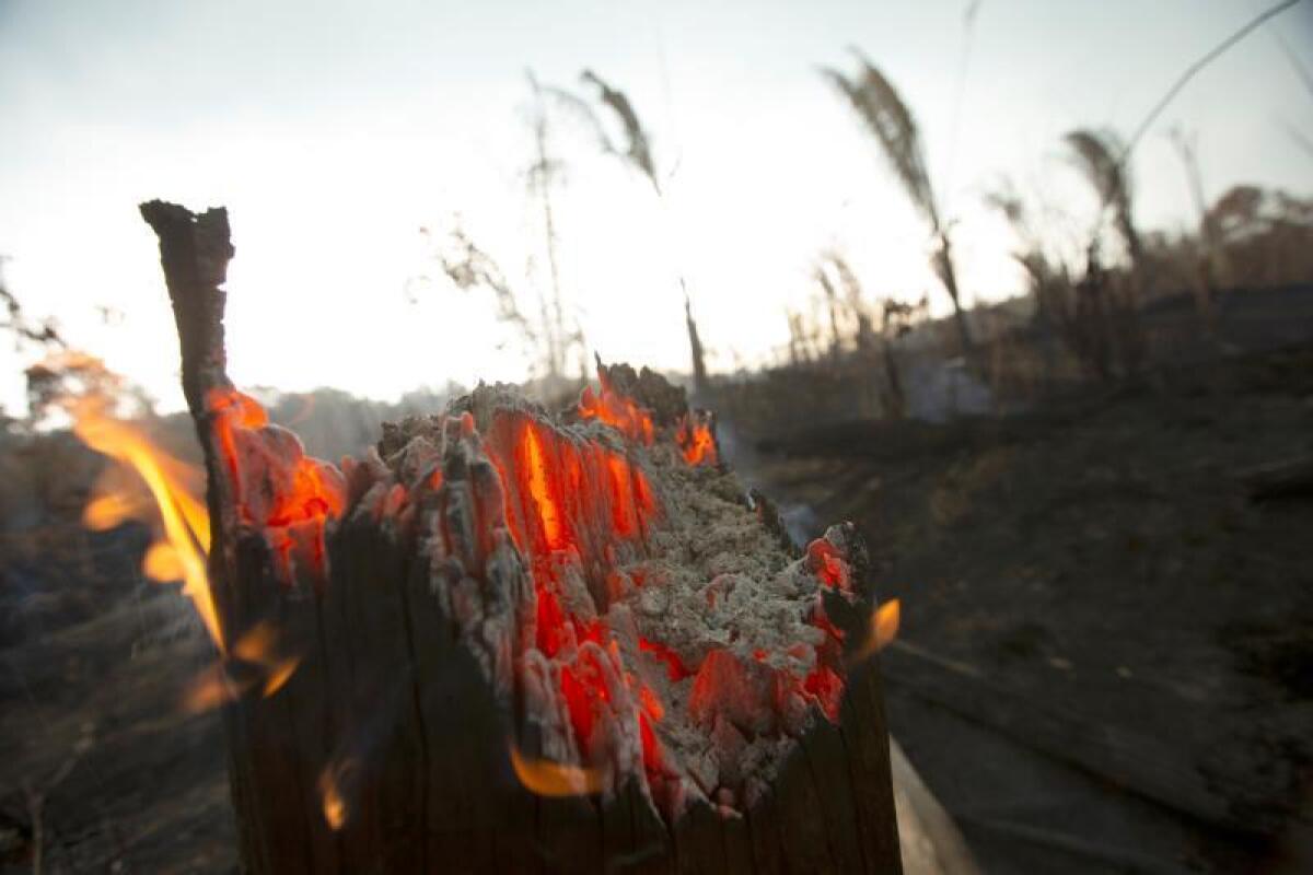 Vista de un tronco en llamas en Porto Velho (Brasil). EFE/Joédson Alves