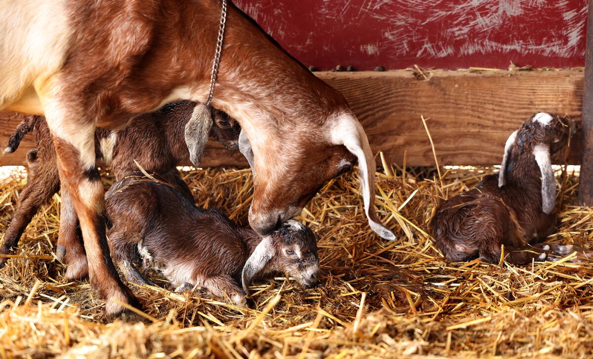 A mother goat cares for her newborn kids at Drake Family Farms in Ontario.