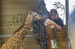 giraffe.jpg