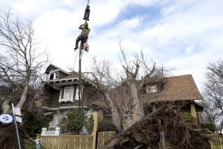 A crane lifts tree removal foreman Francisco Villanueva to assess which branches to remove first from two homes on Capitol Avenue in midtown Sacramento, Calif., Sunday, Jan. 8, 2023. Heavy winds from an overnight storm downed trees and power lines throughout the region. The weather service's Sacramento office said the area should brace for the latest atmospheric river to roar late Sunday and early Monday ashore. (Sara Nevis/The Sacramento Bee via AP)