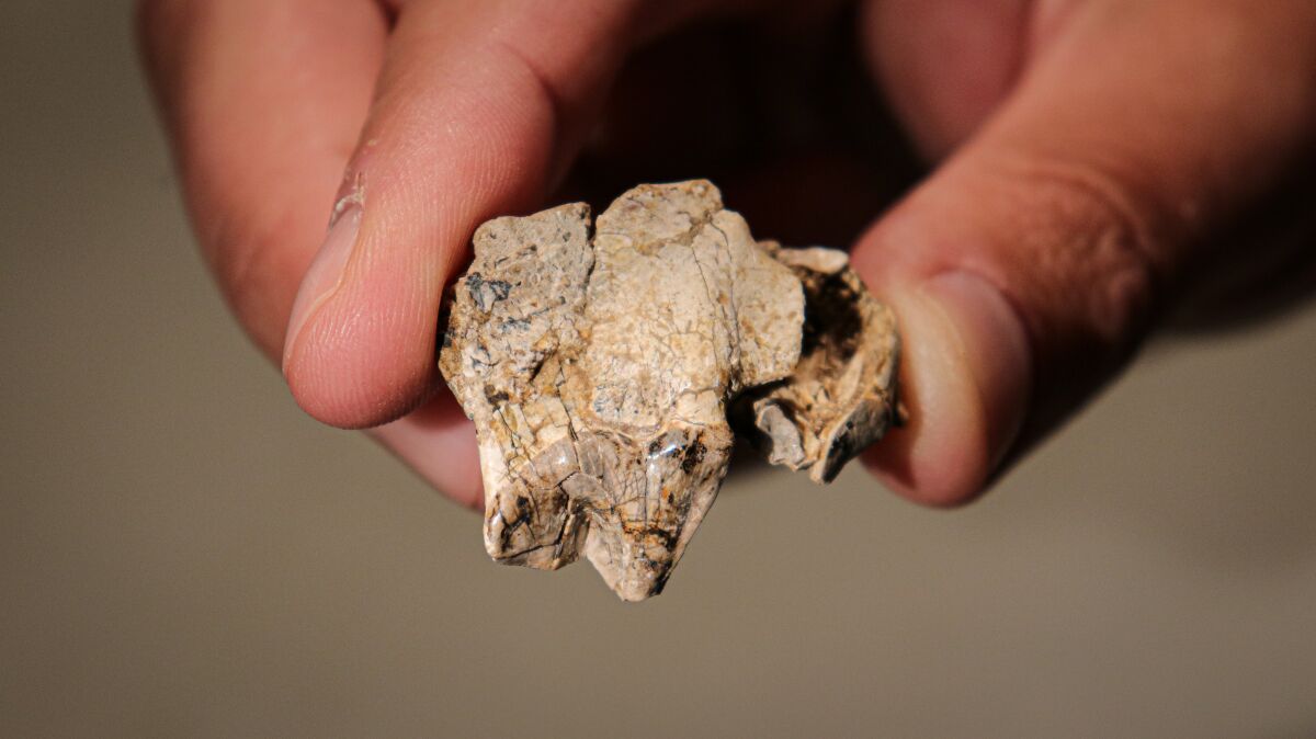 The key specimen of the new 38-million-year-old sabretooth false-cat Pangurban egiae.  
