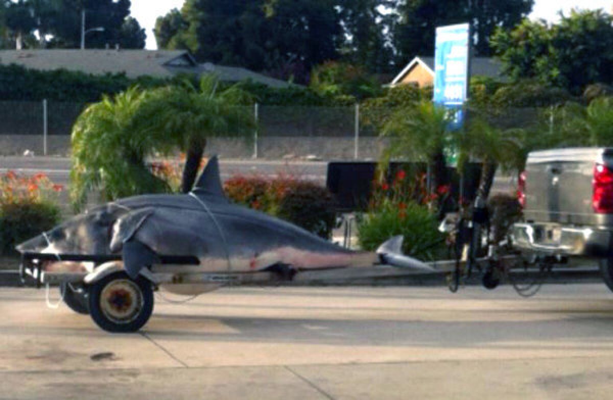 A 1,300-pound mako shark sits on the back of a boat trailer after it was caught Monday 15 miles off the coast of Huntington Beach.