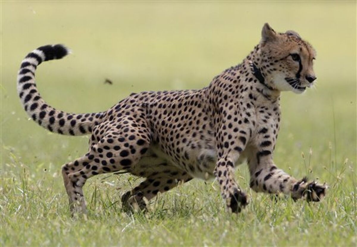 Ohio cheetah is fastest land mammal, at 36 mph - The San Diego Union-Tribune