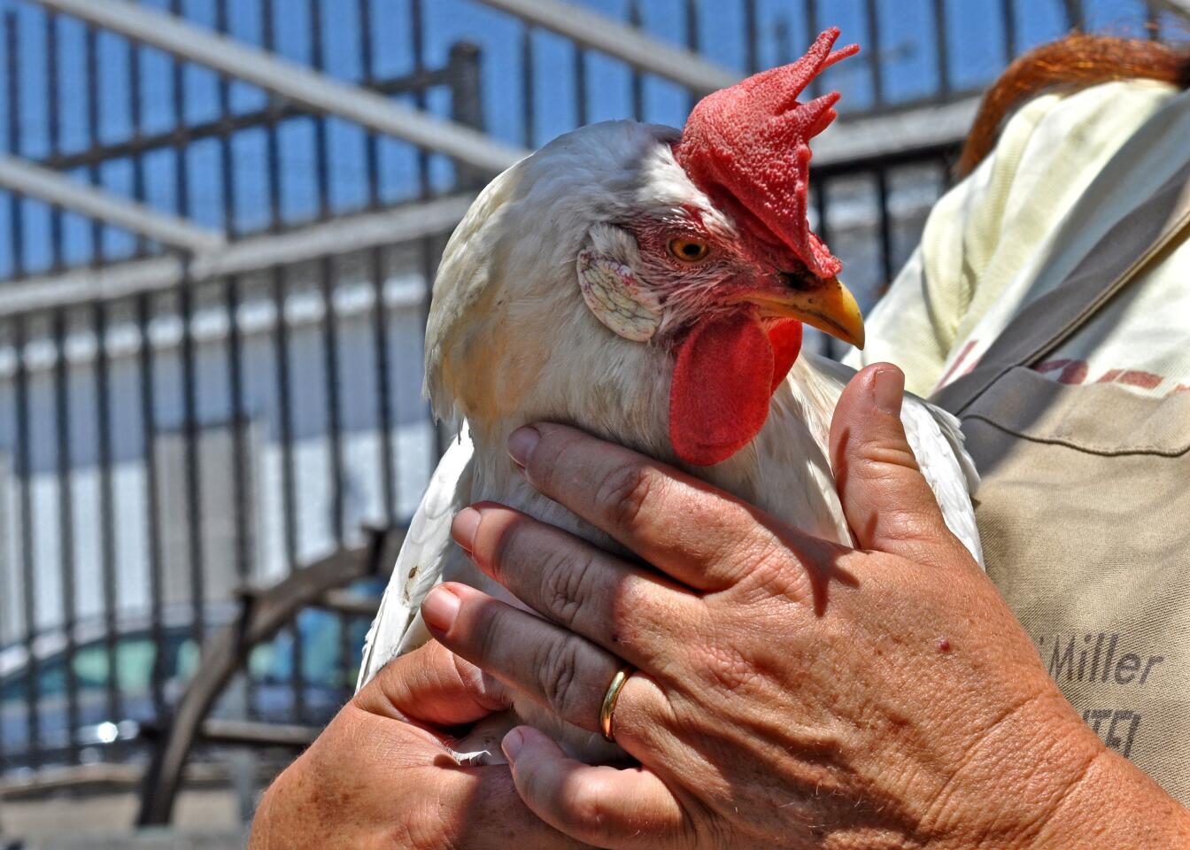Geri Miller works the gardens for those who lease plots. Chickens she raises lay eggs that go to restaurants.