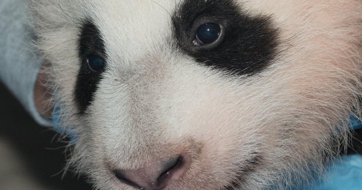 Bao Bao is her name: National Zoo panda cub adorable at 100 days