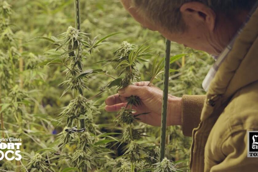 LA Times Today: ‘Green Gold Land’ is a poignant documentary about cannabis cultivation in the heartland