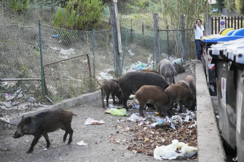 Wild boars eat garbages near trash bins in Rome, Friday, Sept. 24, 2021. They have become a daily sight in Rome, families of wild boars trotting down the city streets, sticking their snouts in the garbage looking for food. Rome's overflowing rubbish bins have been a magnet for the families of boars who emerge from the extensive parks surrounding the city to roam the streets scavenging for food. (AP Photo/Gregorio Borgia)