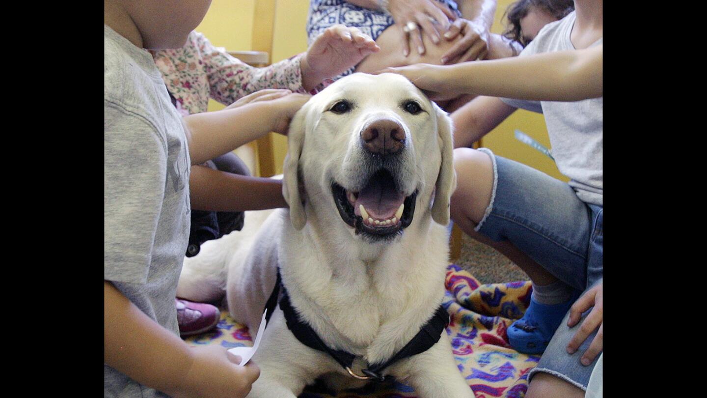 Photo Gallery: Children read to therapy dog at Montrose Library