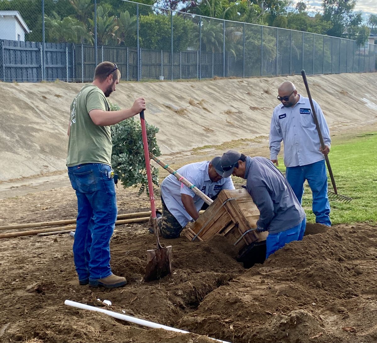 City staff worked to plant two young New Zealand Christmas trees, along with new irrigation lines, at Bird Rock Elementary 